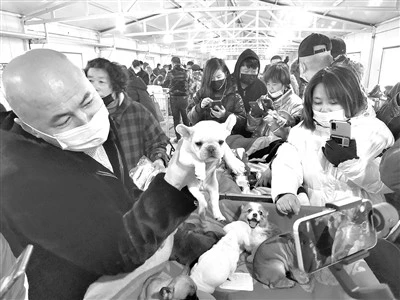 鞍山宠物：“铲屎官”经济瞄准百亿级市场