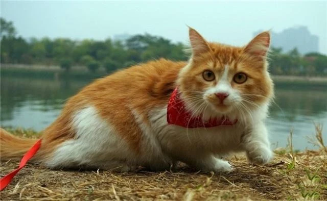 这5种猫，寿命都在12年以下，养到请珍惜！