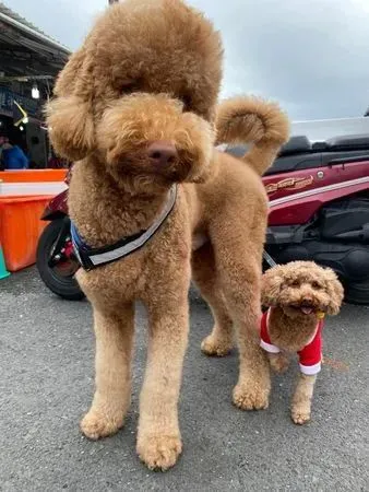 大小贵宾站一起成“最萌身高差” ，迷你矮毛球融化网友：像贴身保镳