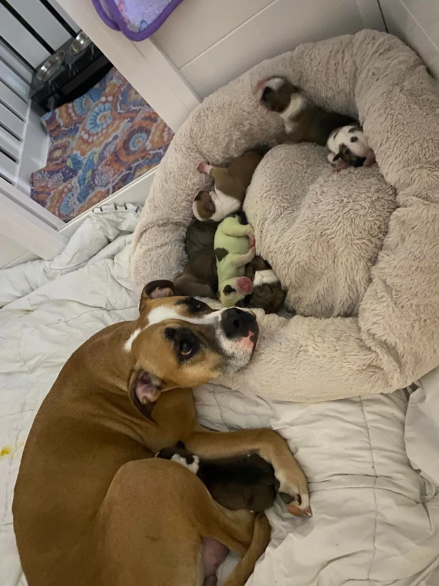 狗妈妈生下八只小狗，其中一只居然是绿的？主人：“这是暗示？”