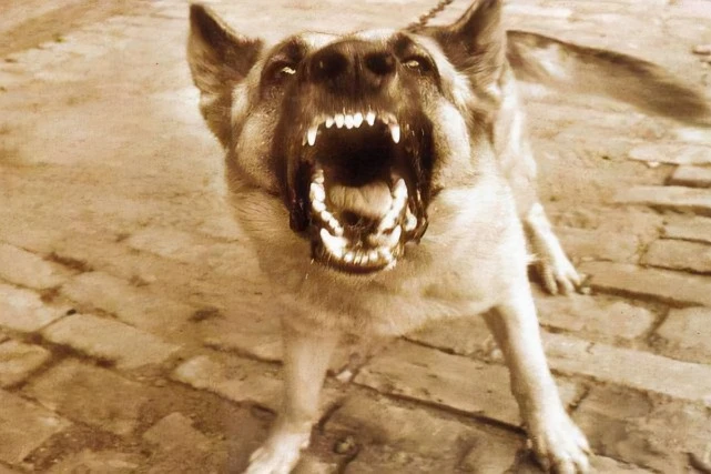 别以为狗狗这些动作是“小事”，那是它在喊“救命”