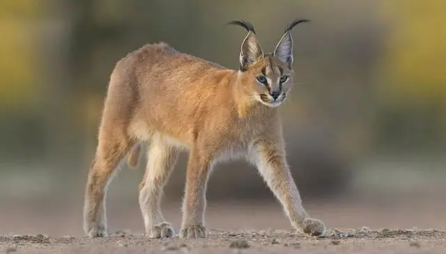 世界上最凶残十大猫咪，敢于挑衅雄狮猎豹，榜首堪称“杀戮机器”