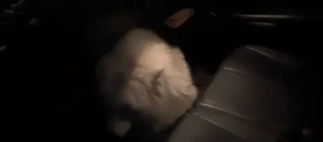 主人因工作原因想将狗送人，汪却赖在车上，怎么也不愿意下车