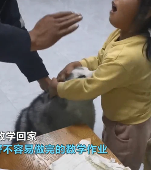 二哈把作业撕碎，父亲佯装揍汪却被女儿护住：你俩一伙的吧？