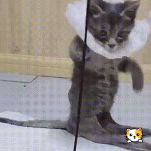 残疾小猫路边喊救命，女孩见它可怜带回家，医生：你捡了个炸弹