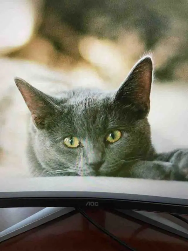 写点生活｜忧伤的猫