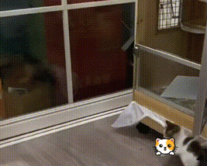 小奶猫在草丛等妈妈，却因太好骗被人类盯上，女孩遇到直接拎回家