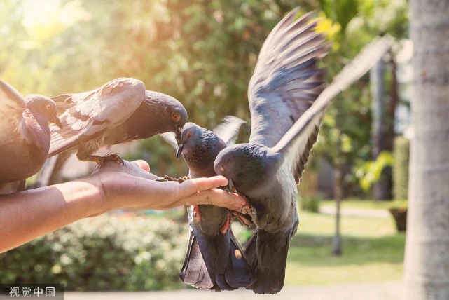 怎么让鸽子更亲近人，主要有三个方面