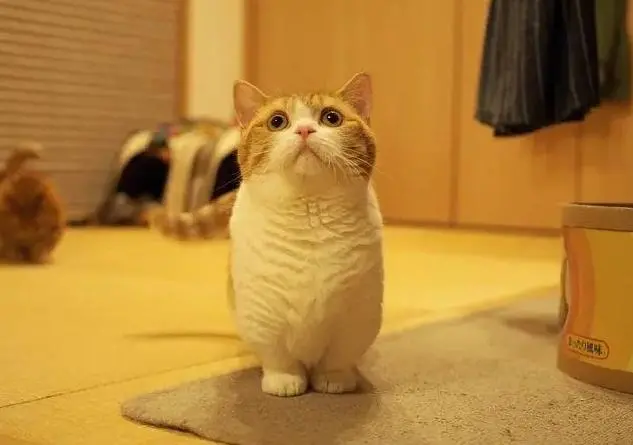 猫界“贪吃鬼”，这5种猫咪，给它一点甜头就跟你走了！