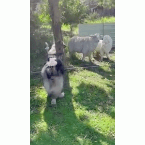 体型超大的狗狗胆小如鼠，看见小羊走一步退三步