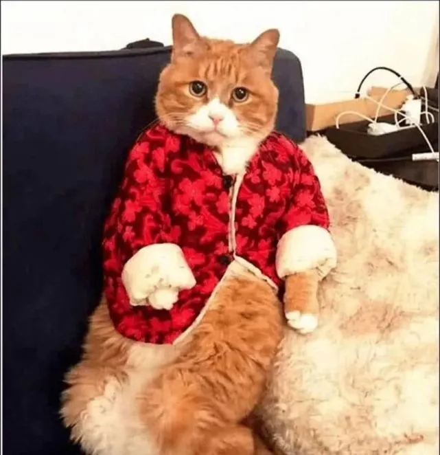 女主外出旅游，让奶奶照顾橘猫，回来再见橘猫，大花袄都整上了