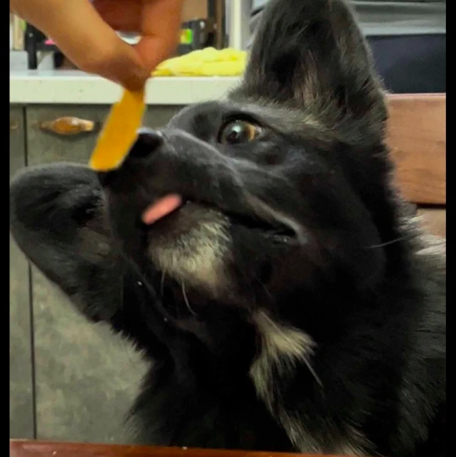 主人手拿着一小块食物喂狗狗，它小心翼翼伸出小舌头，好通人性呀