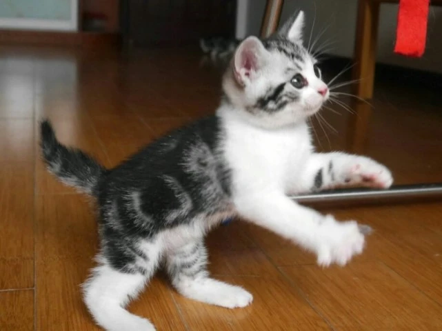 猫界最“调皮”的7种猫，能把主人“气死”，你家猫上榜了吗？