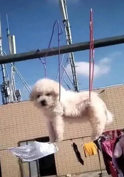 父母将狗挂在衣架上，男子搞清原因后哭笑不得，父亲：洗完晾晾