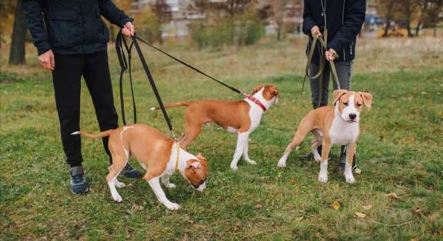 狗狗一生之中，最大的愿望，是什么？