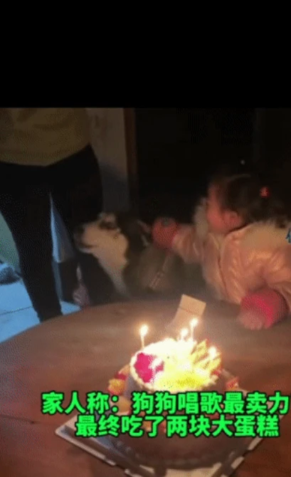 为什么狗会成为人类最忠实的朋友！