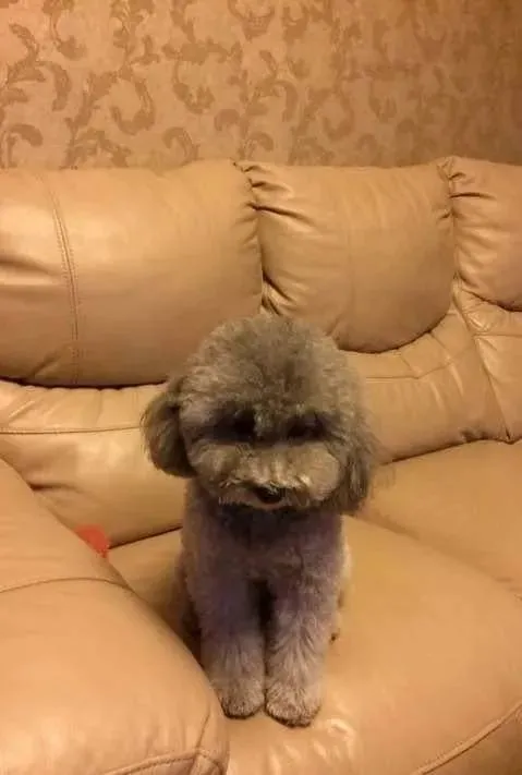 出去吃饭没带泰迪，回来后就看见它这幅表情，让人哭笑不得