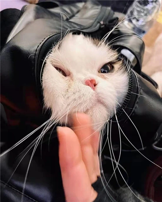 在基辅地铁站避难的宠物