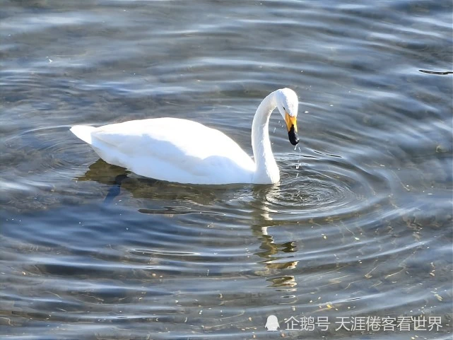 锦州女儿和天鹅来了，人与自然一片和谐