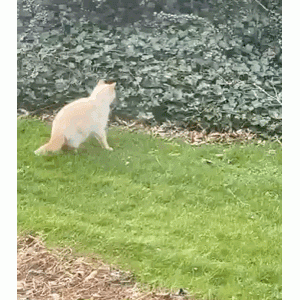 熊猫是韩国的？但凡多吃一颗花生米也不会醉成这样！