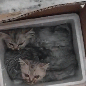 垃圾桶旁边放着一个纸箱，打开后心疼了一下：主人咋这么狠心呀？