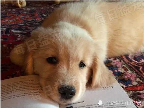 金毛掉毛被主人拴起来，失去自由的它，还要忍受猫咪的挑衅！