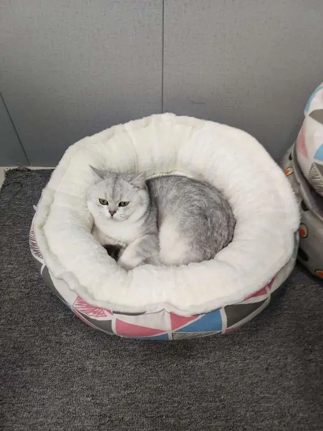 打造猫咪安心舒适的澳美生活，猫咪爱睡的地方美滋滋