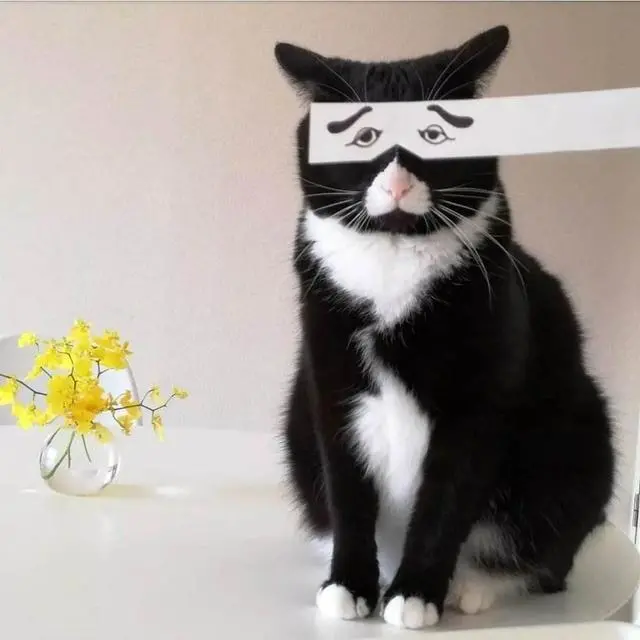 最忠诚的2种猫和最白眼狼的2种猫，你家猫在其中吗？