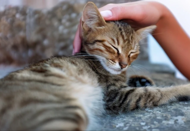 原来当你摸猫咪头时，它是这样认为的！