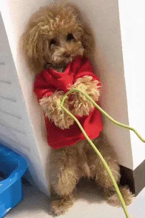 想要“擒住”泰迪，就要对它做这几件事