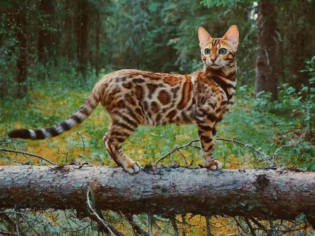 曾被人当“猫”养，竟不知是“石虎”，消失多年，如今出现在广东