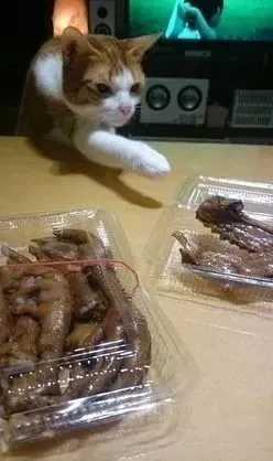 猫咪爱吹暖扇！主人深夜忧危险，发明铁笼新用途：不怕变橘烤了