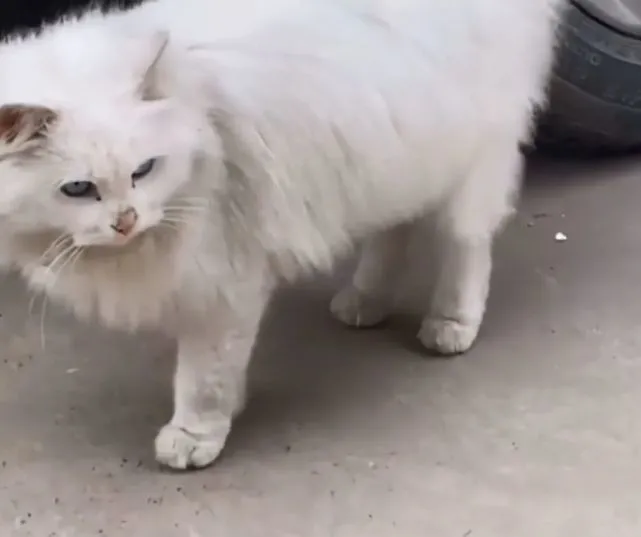 女孩遇见一只流浪猫，看清长相后被惊艳到了：真是落难“公主”呀