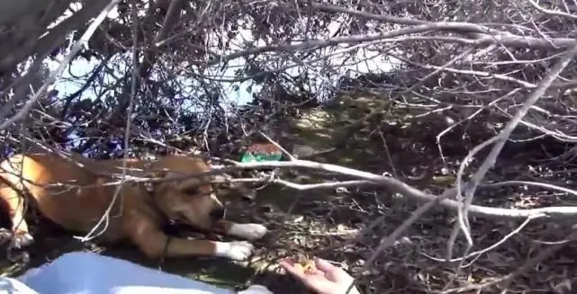 狗狗被人遗弃在海滩，女孩看见后，立马做出这可怕的举动！