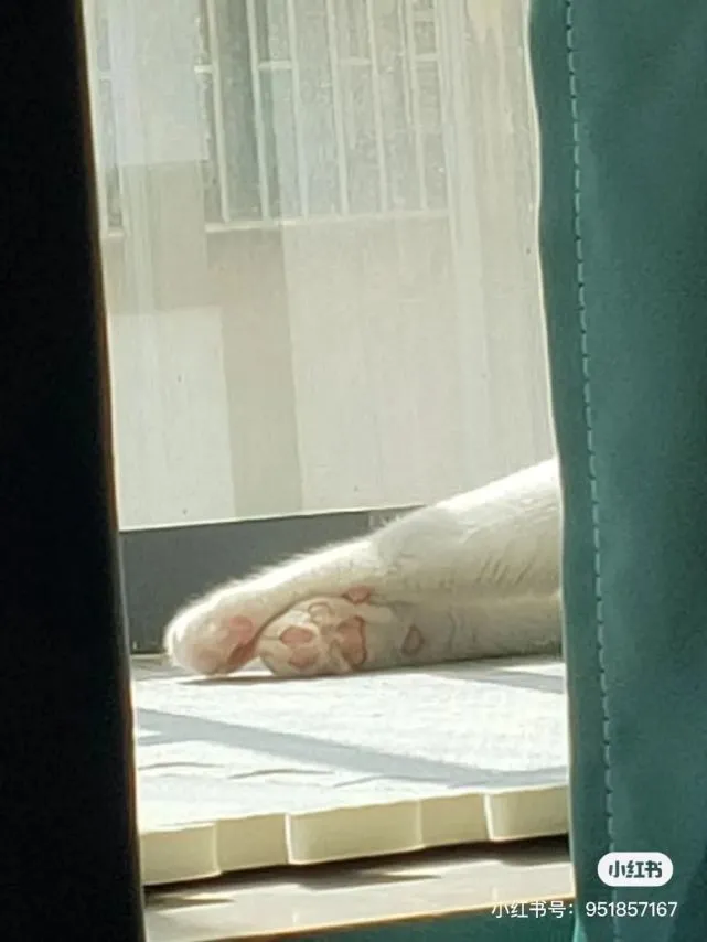 没看到脸之前，真以为是美女喵喵……