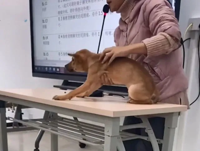 兽医老师用志愿狗进行穴位讲解，学生看了眼汪后：表情也太真实了
