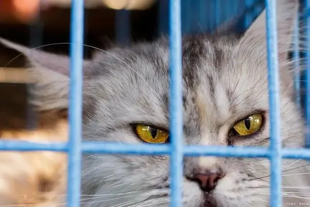 猫一生中有6大“愿望”，希望主人能帮它实现，你知道都是什么吗