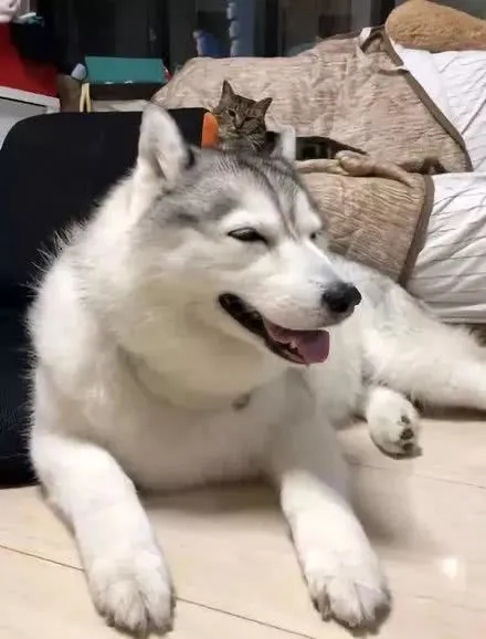 铲屎官晒出哈士奇和猫咪一起长大的画面，暖翻网友：真的太甜了！