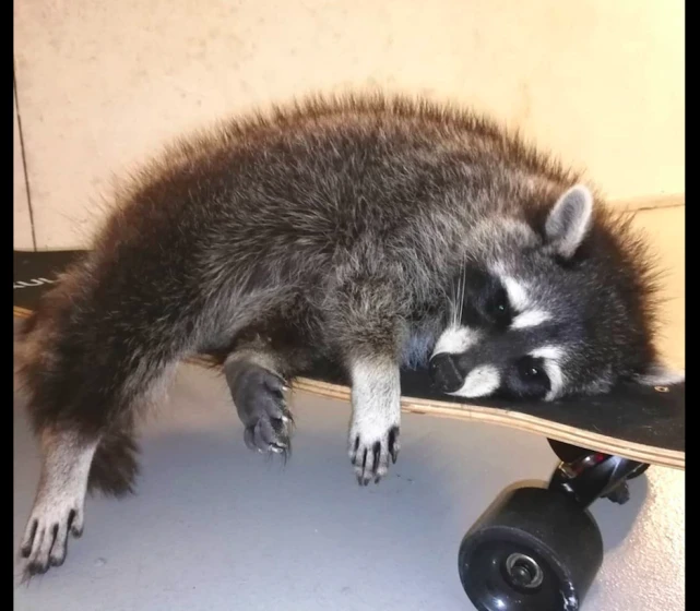 以浣熊为主题的咖啡店，老板竟私下虐待它们，还放狗来教训撕咬！