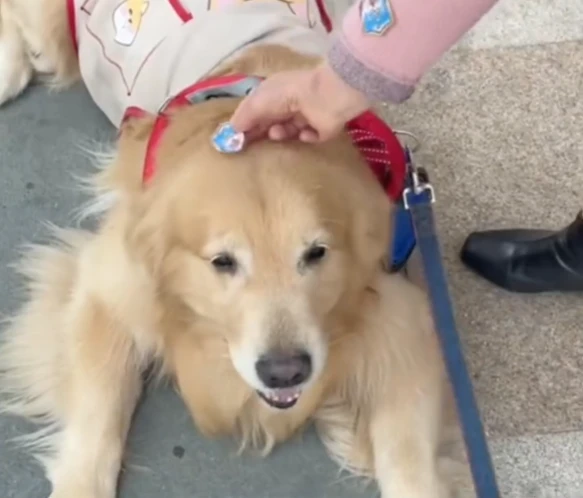 深圳居民排队做核酸，金毛赖在地上不走，贴上贴纸才心满意足离开