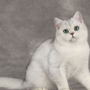 为什么越来越多人养“银渐层”？网友：养了就不想换猫了