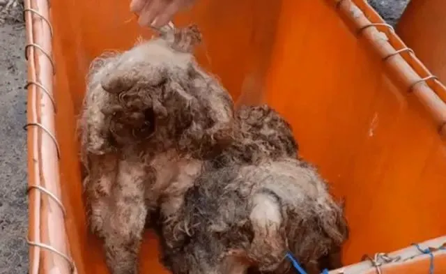 两只流浪狗相依为命，好友被收养后，狗狗不舍得伙伴，主动跟着走