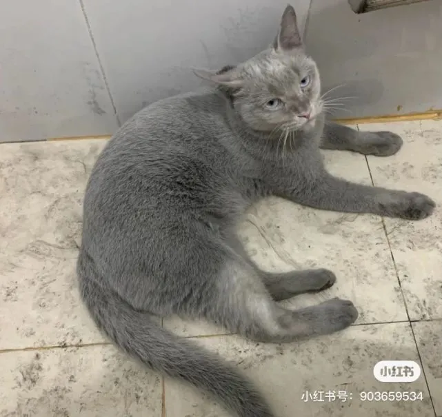 带猫回农村，三天后…竟遭到全村人“追杀”！