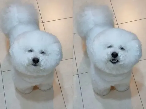 再困也要吃夜宵！比熊半夜3点起床“眼睛张不开”坚持讨吃