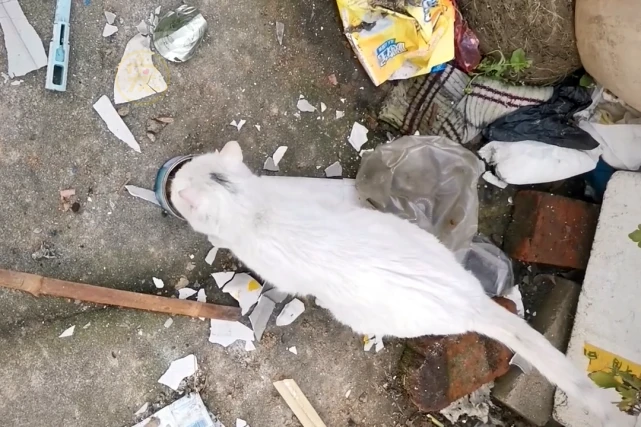 拆迁后被留下的宠物猫，主人带走了一切，唯独没带走它