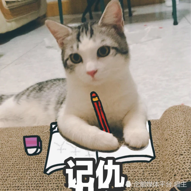 关于猫咪的100个知识丨你家猫咪会“记仇”吗？
