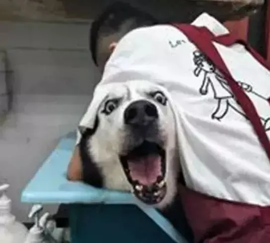 二哈满心欢喜地跟着主人出门了，然而到达目的地后，瞬间不淡定了