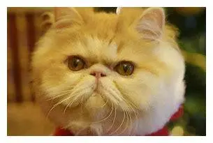 猫喜欢的零食有哪些？最适合猫咪的零食