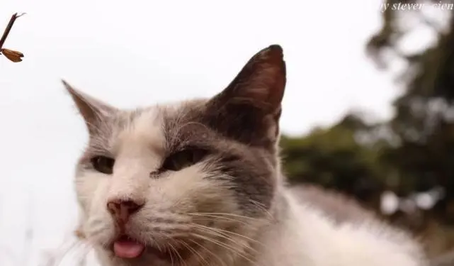 江苏最神奇的一座岛：堪称是铲屎官的天堂，专为流浪猫打造的公园