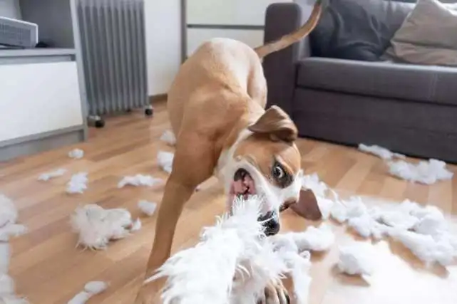 如果狗狗有这几种表现，那它已经“恨透”你了，别不明白